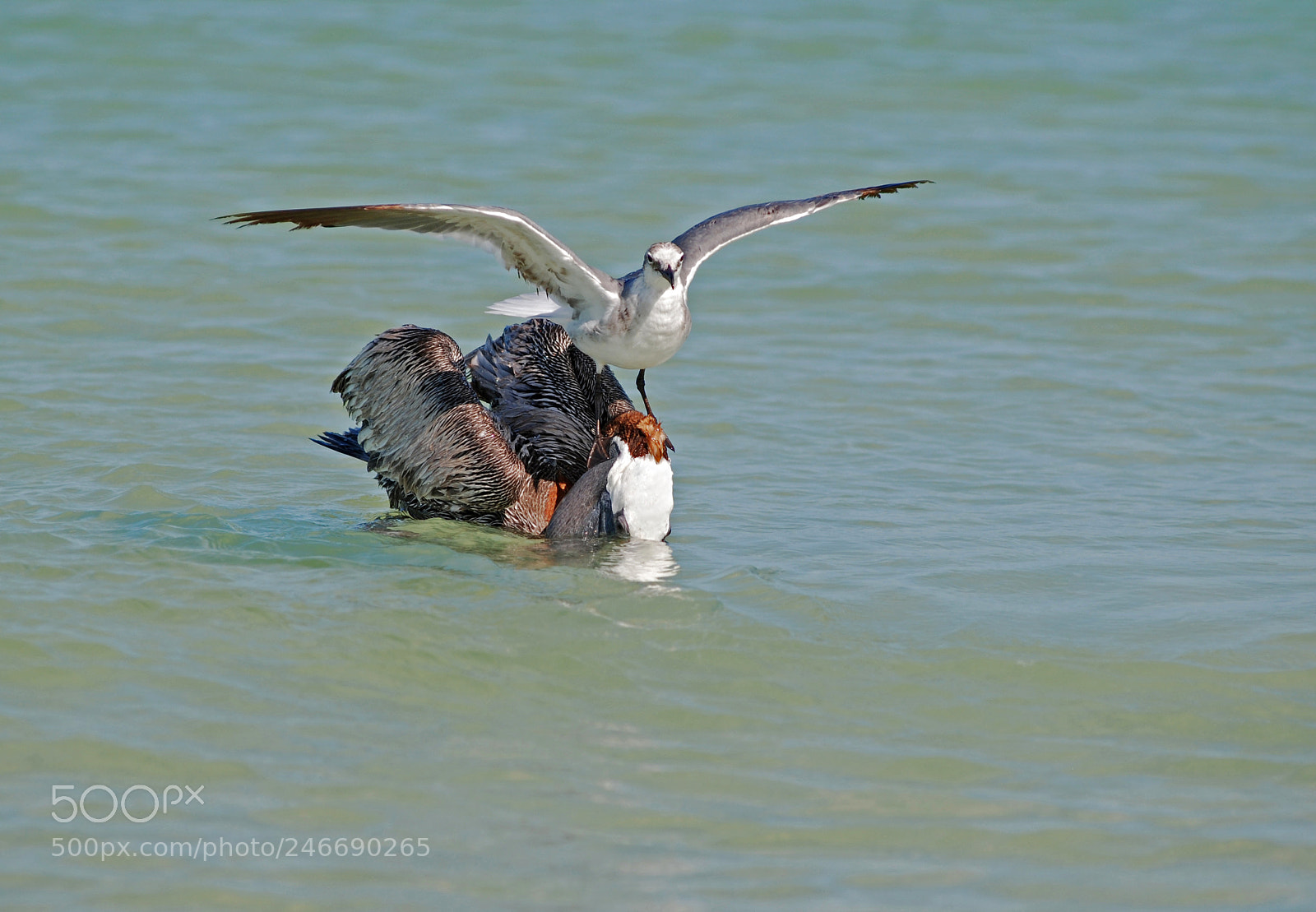 Nikon D80 sample photo. Pelican with a seagull photography