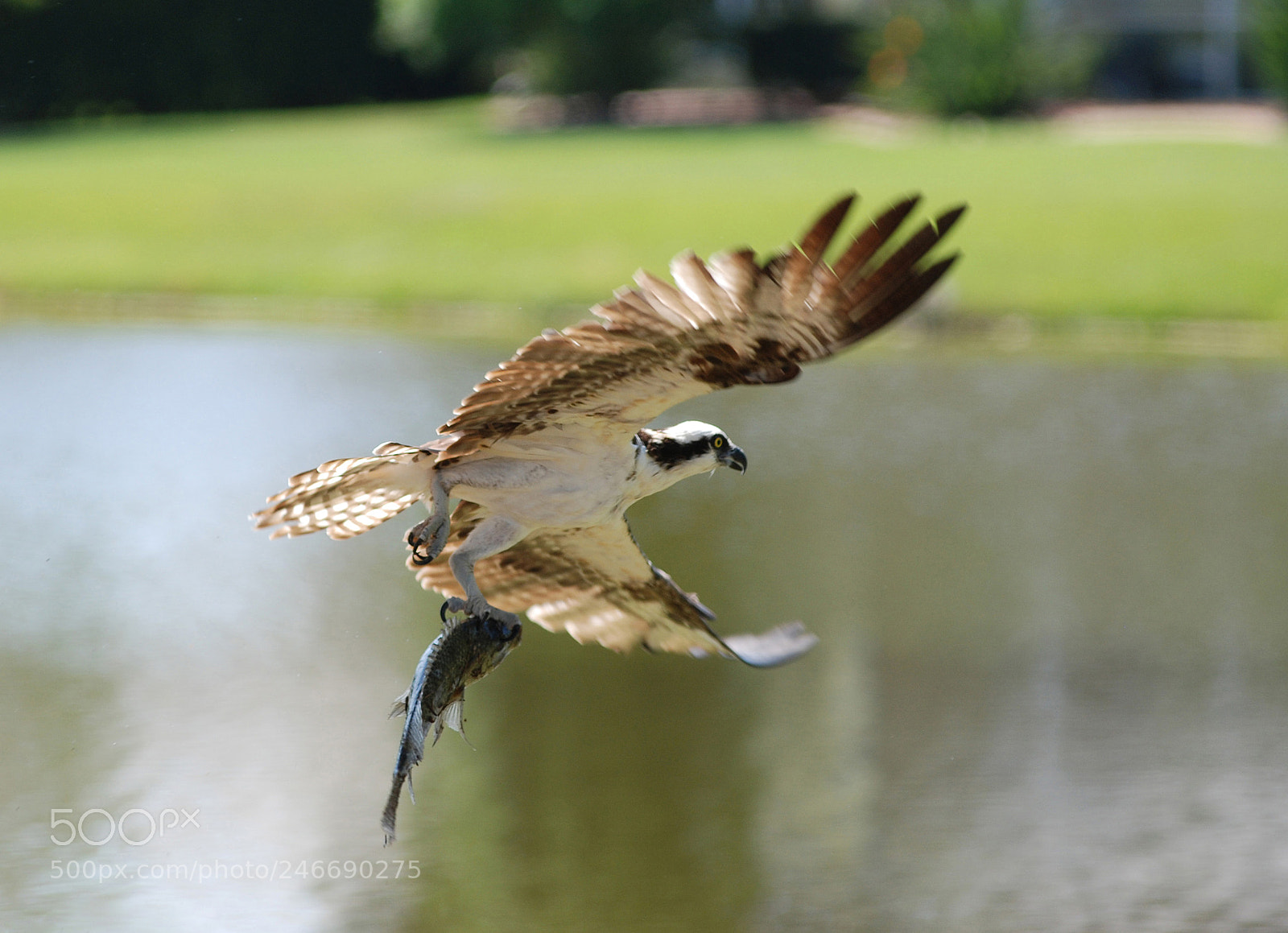 Nikon D80 sample photo. Osprey with a fish photography