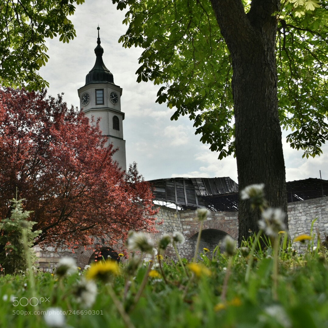 Nikon D7200 sample photo. Belgrad photography