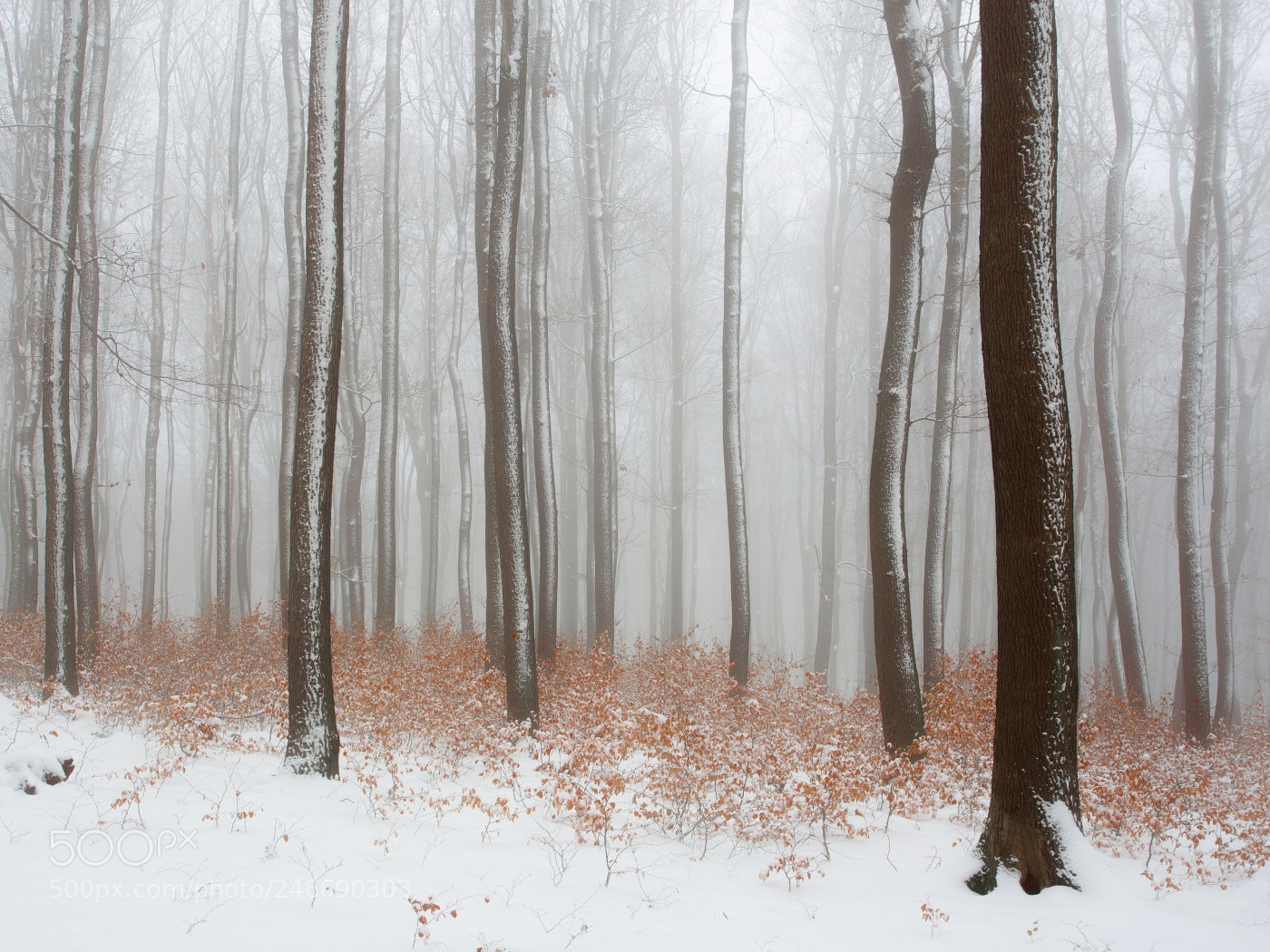 Canon EOS 6D sample photo. Foggy winter morning photography