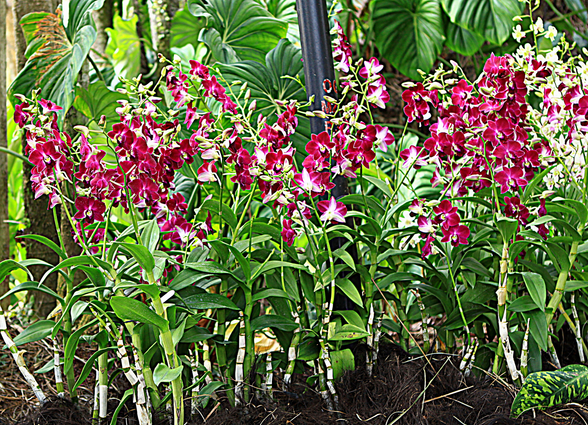 Canon EOS 50D sample photo. National orchid garden photography
