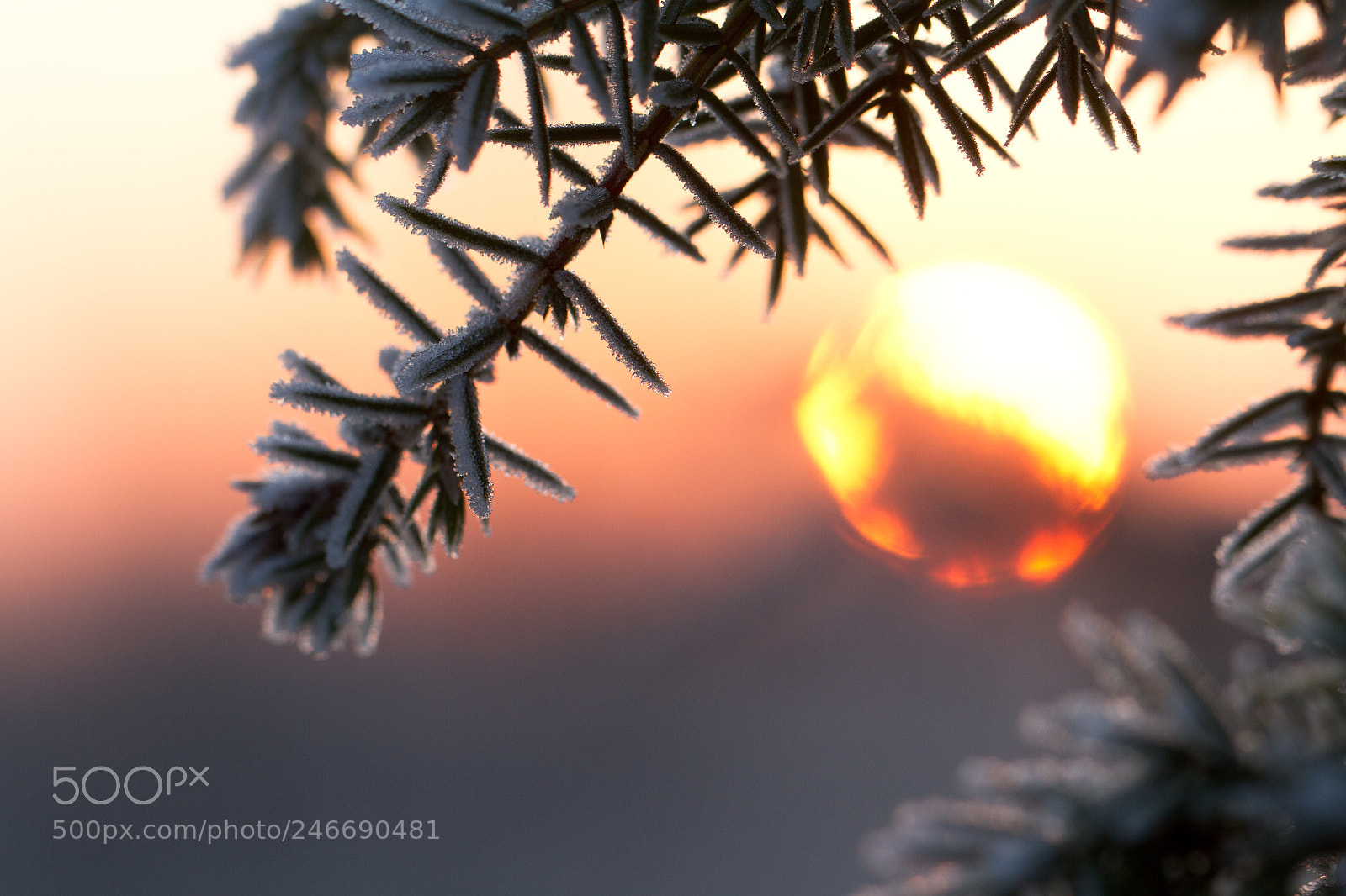 Canon EOS 7D sample photo. Jeneverbes photography