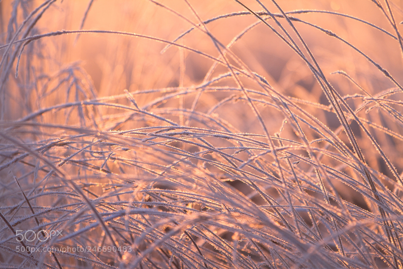 Canon EOS 7D sample photo. Gold photography