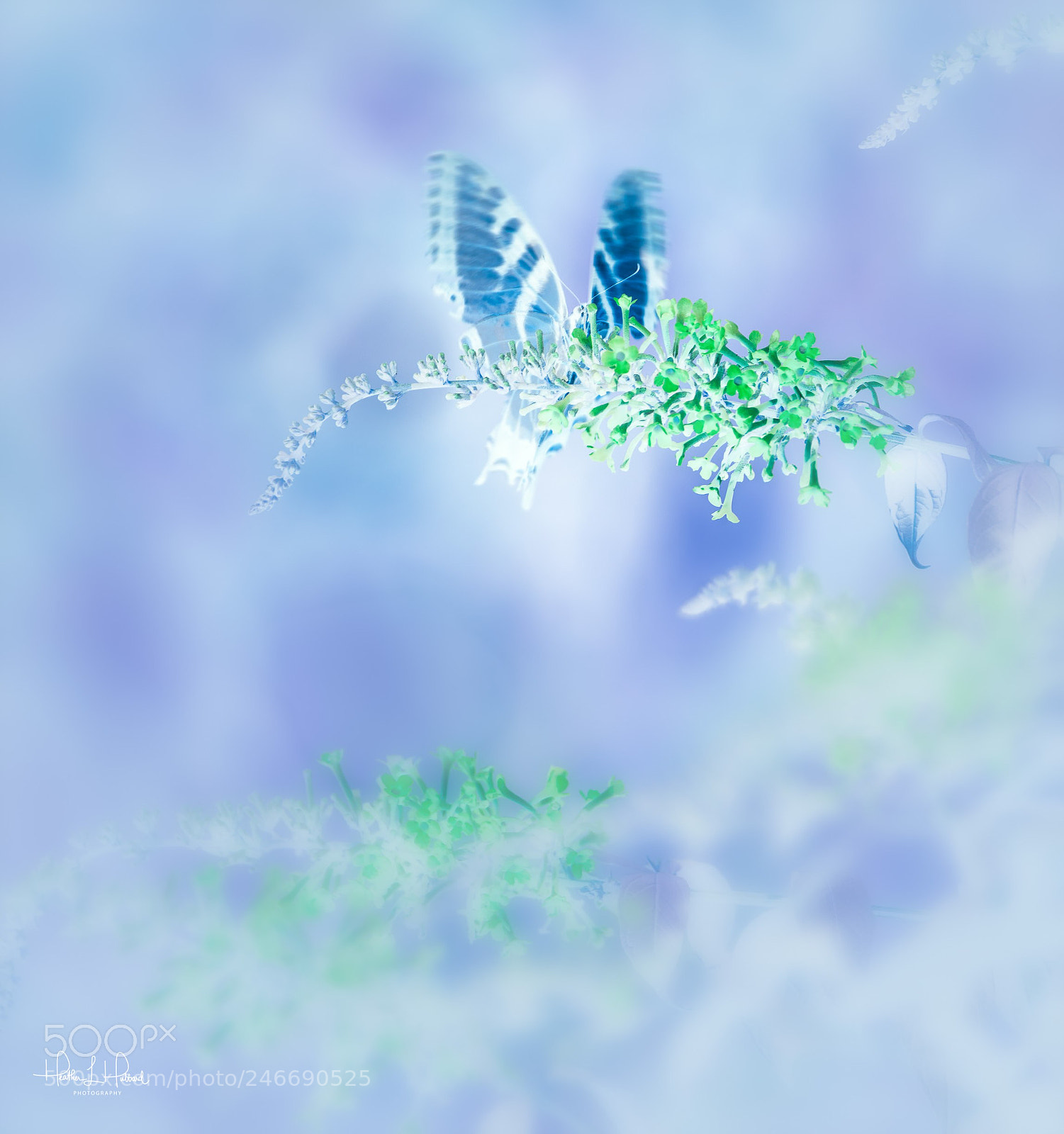 Nikon D810 sample photo. Inverted wings photography