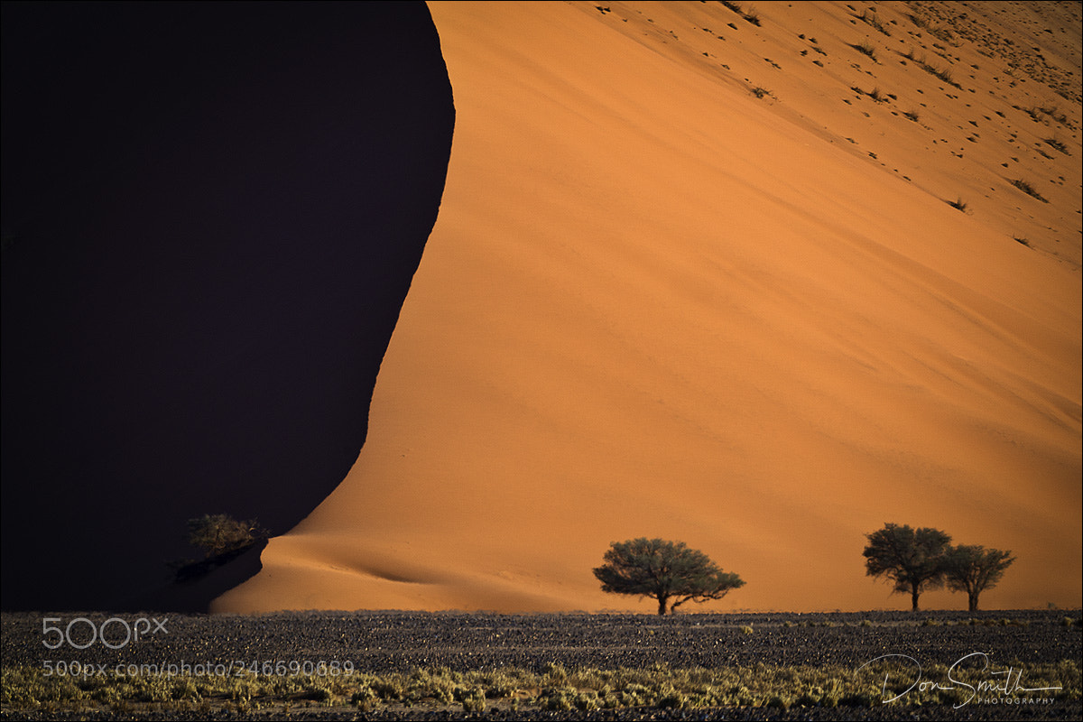 Sony a7R II sample photo. Acacia trees and large photography