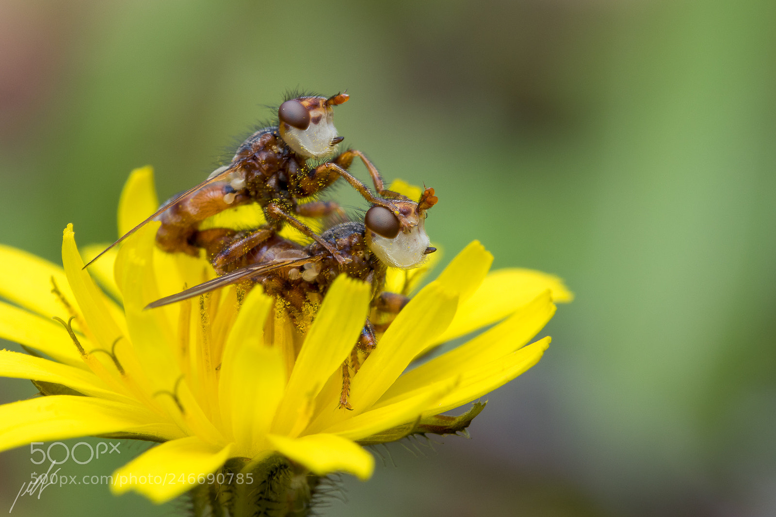Canon EOS 7D Mark II sample photo. Myopa sp. conopidae photography