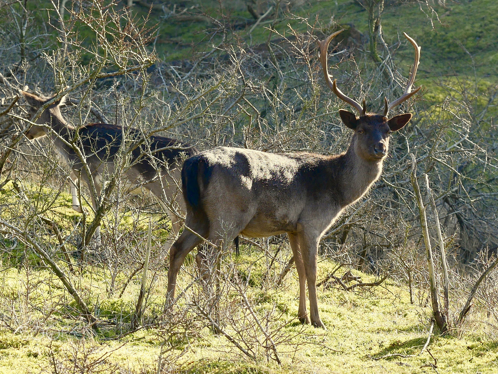 Panasonic Lumix DMC-G85 (Lumix DMC-G80) sample photo. Buck and branches photography