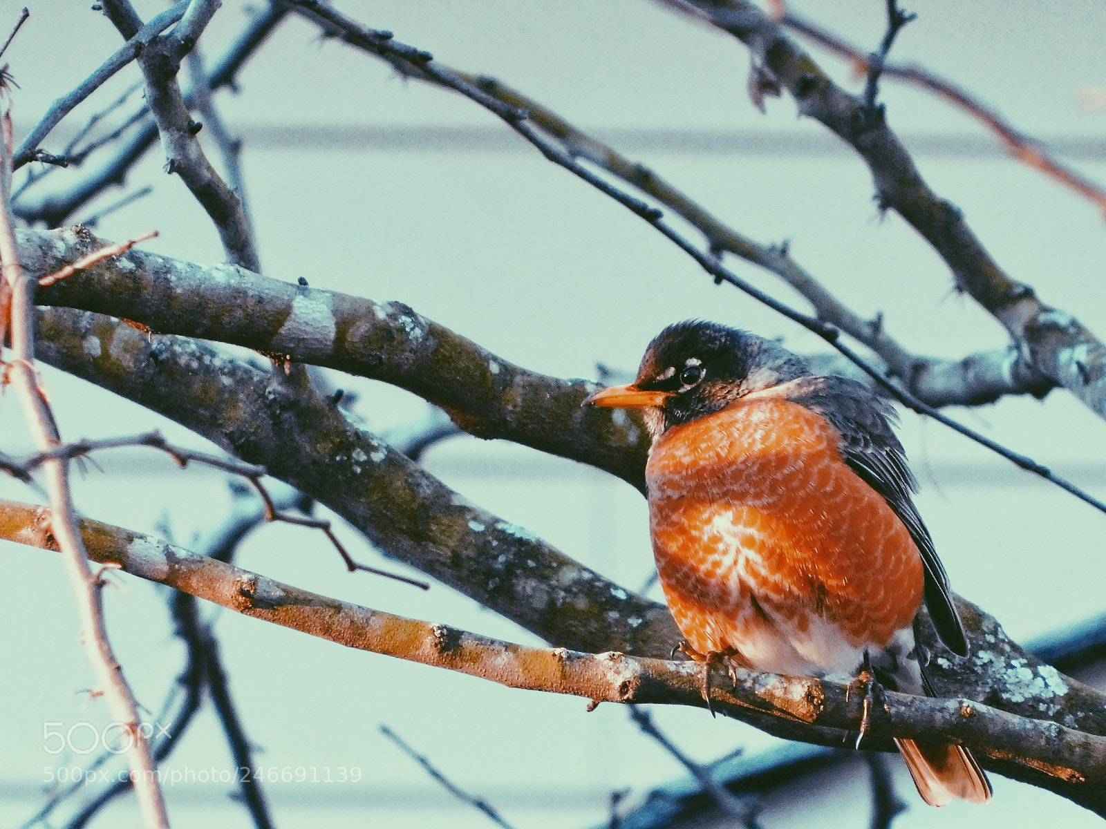 Nikon Coolpix B500 sample photo. Bird. photography