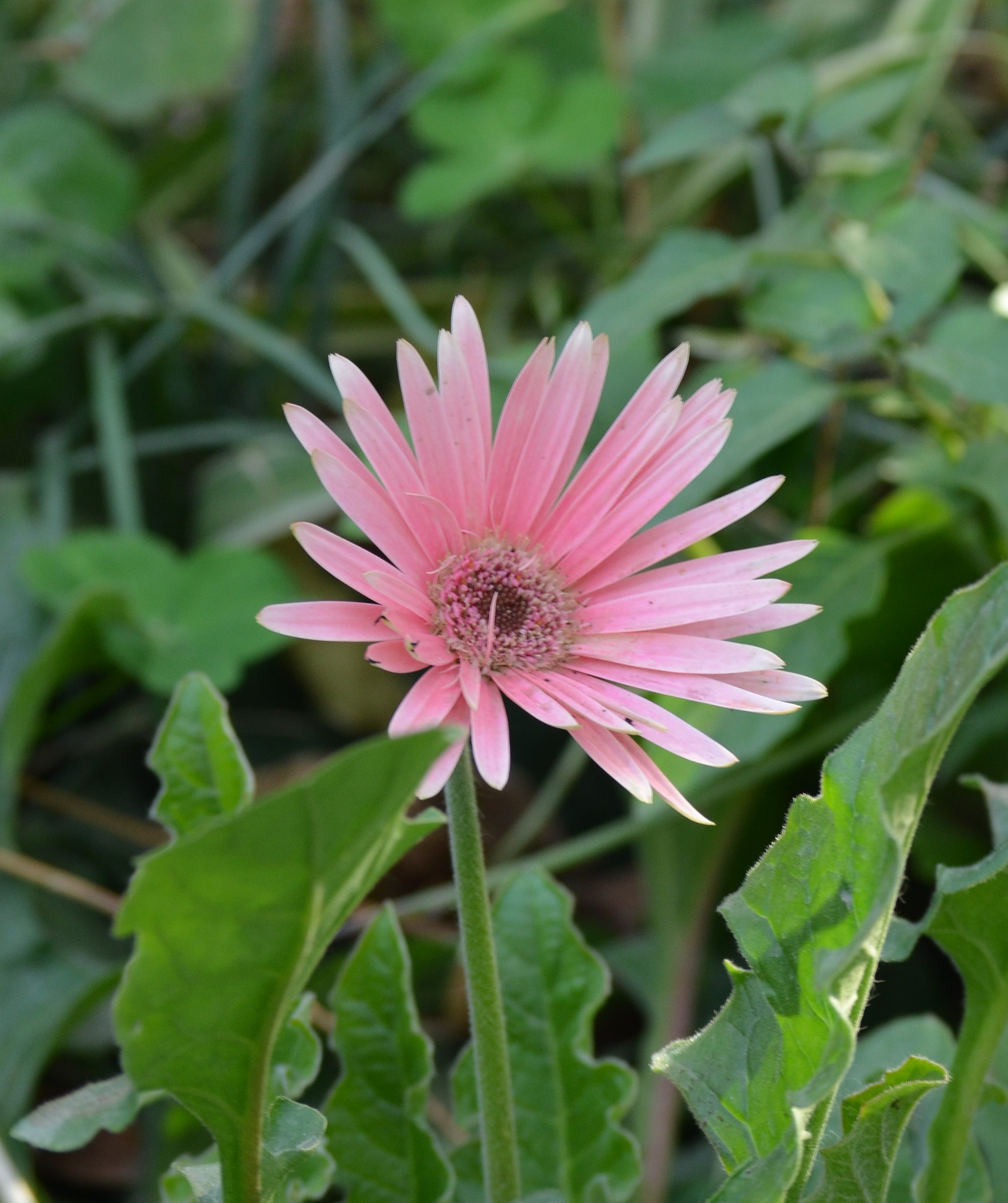 Nikon D5100 sample photo. "to me, flowers are happiness." photography