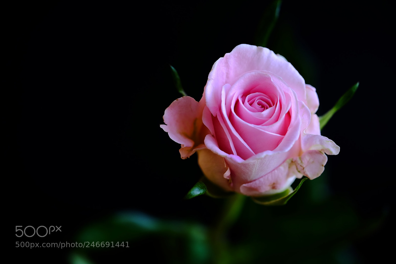 Fujifilm X-T10 sample photo. 500 photography
