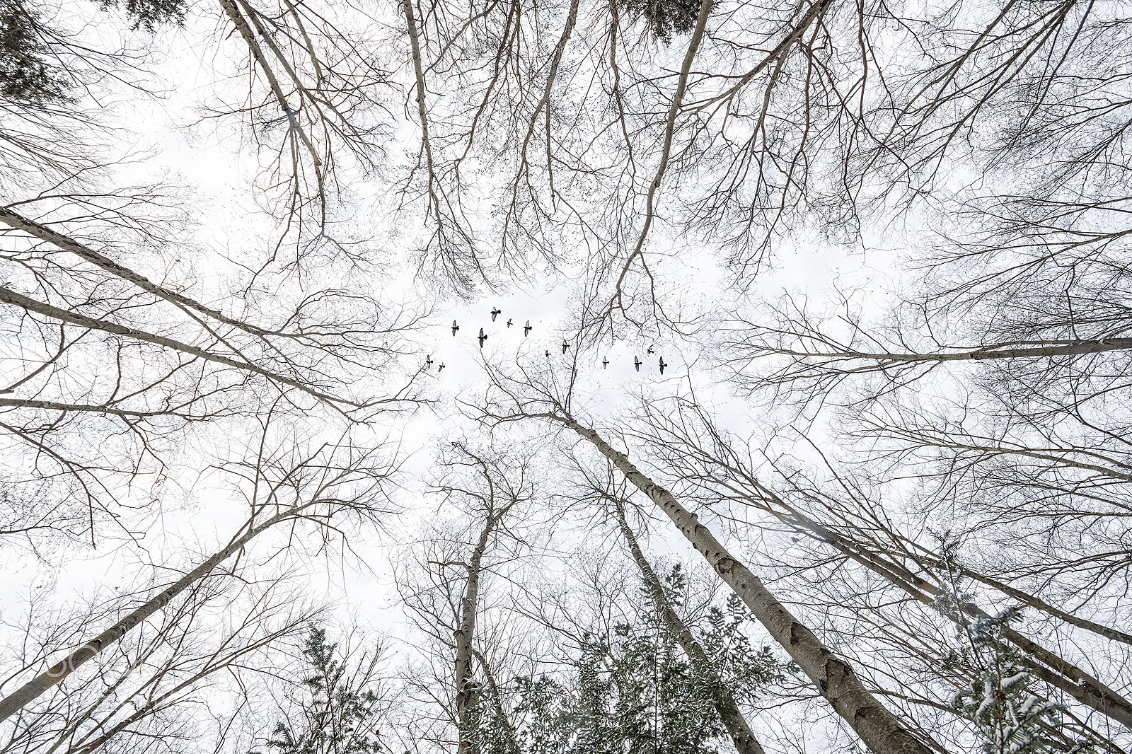 Nikon D850 sample photo. Trees and birds photography