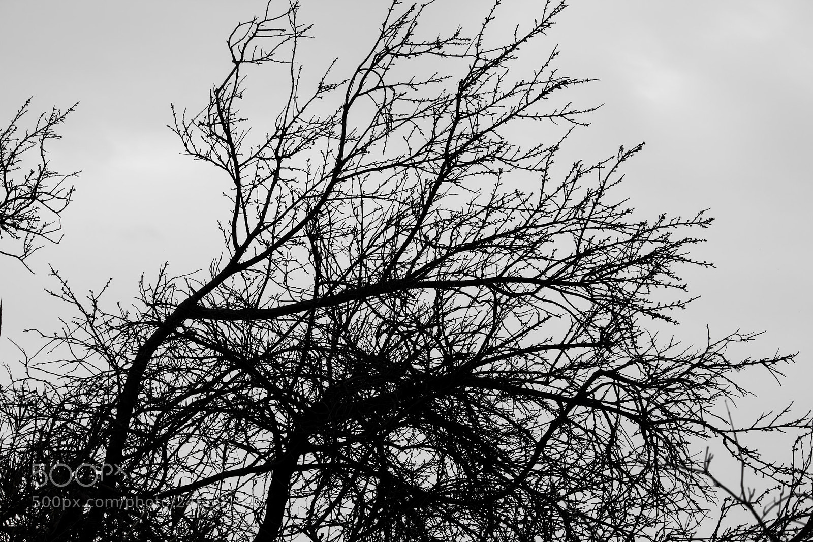 Canon EOS 750D (EOS Rebel T6i / EOS Kiss X8i) sample photo. Branches photography