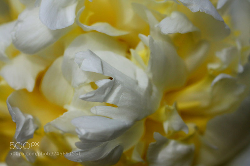 Canon EOS 50D sample photo. Peony photography