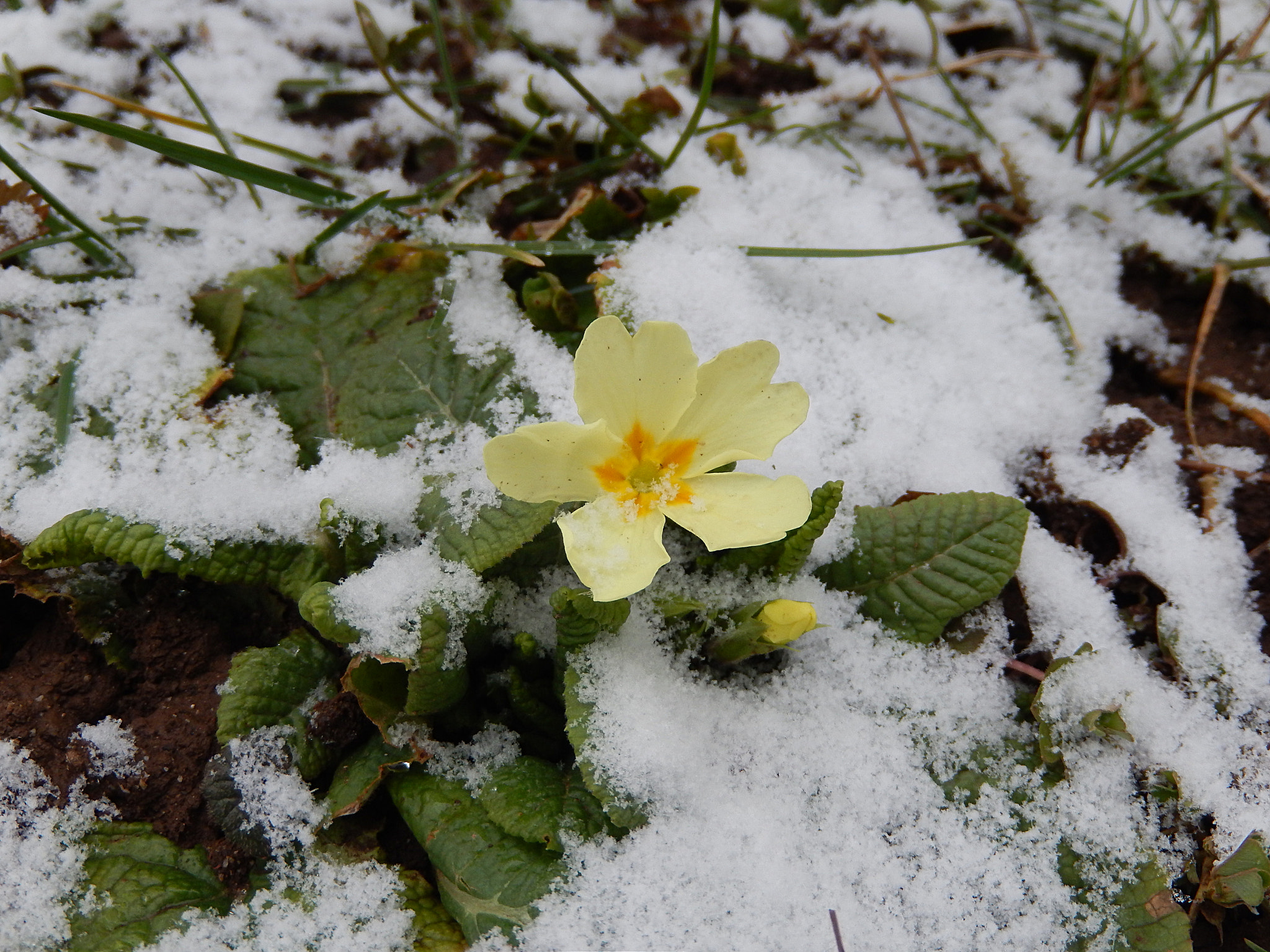 Nikon Coolpix S9500 sample photo. Primula vulgaris trobentica photography