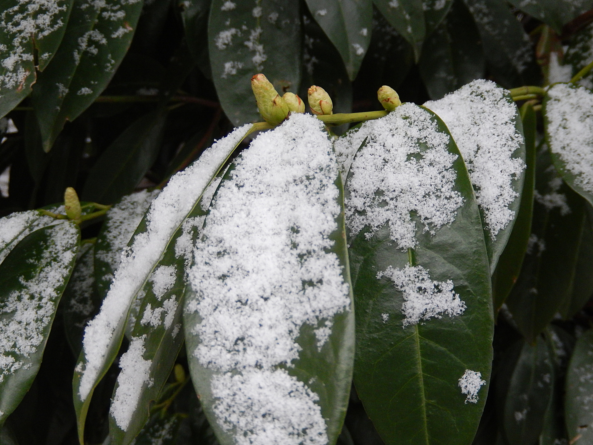 Nikon Coolpix S9500 sample photo. Prunus laurocerasus lovorikovec photography