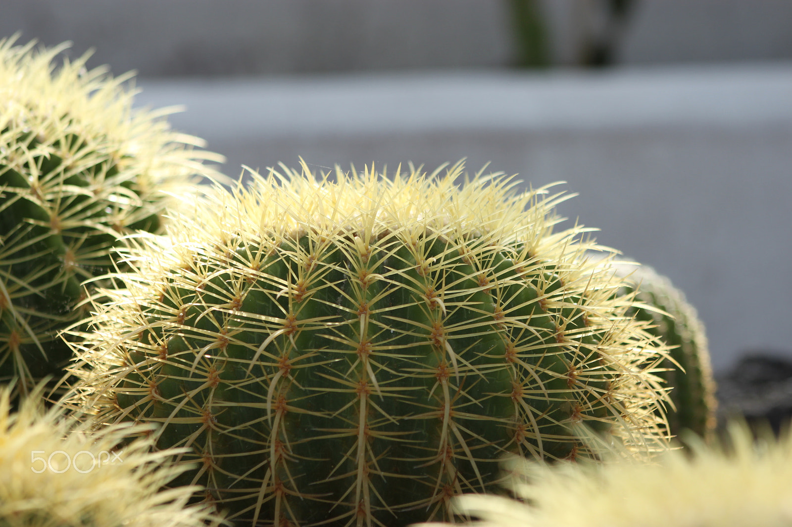 EF75-300mm f/4-5.6 sample photo. Cactus 1 photography