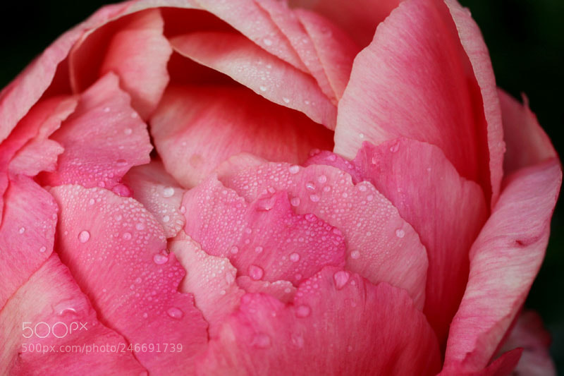 Canon EOS 50D sample photo. Pink peony photography
