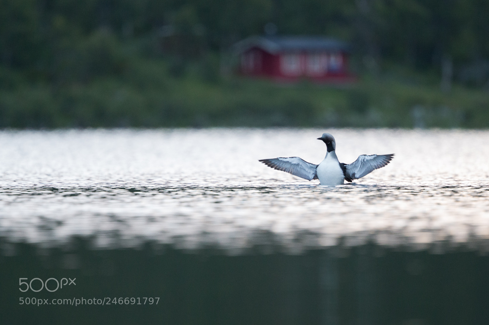 Canon EOS-1D X sample photo. Black throated loon photography
