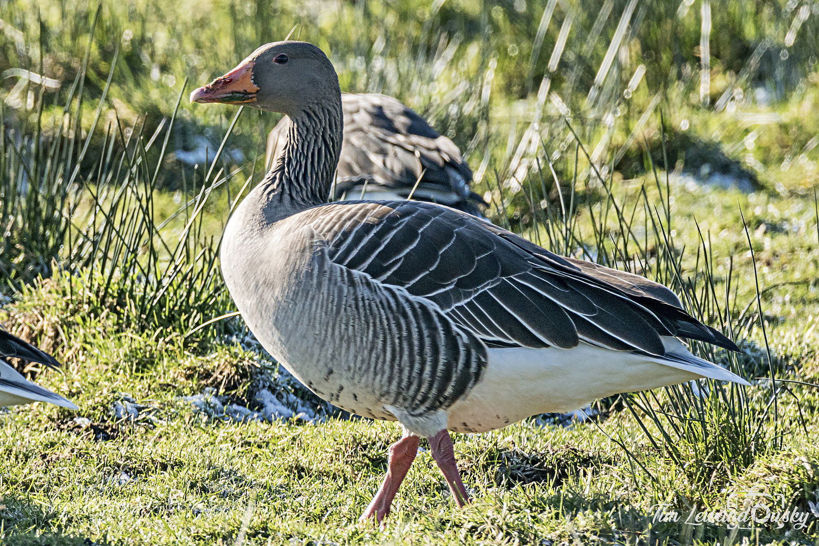Sony ILCA-77M2 sample photo. Grey goose photography