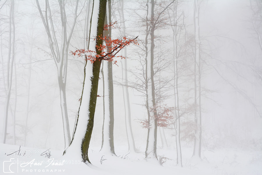 Nikon D7100 sample photo. Nature beauty photography