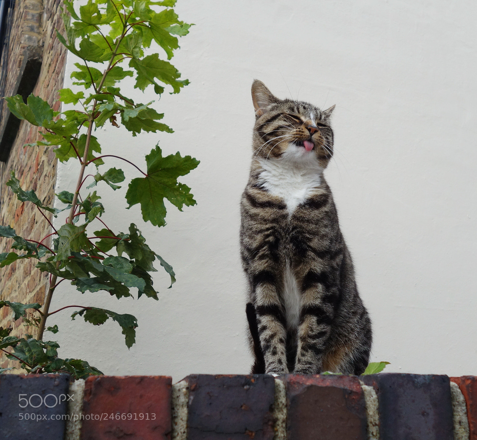 Sony Cyber-shot DSC-RX100 II sample photo. 'a cat's got her photography