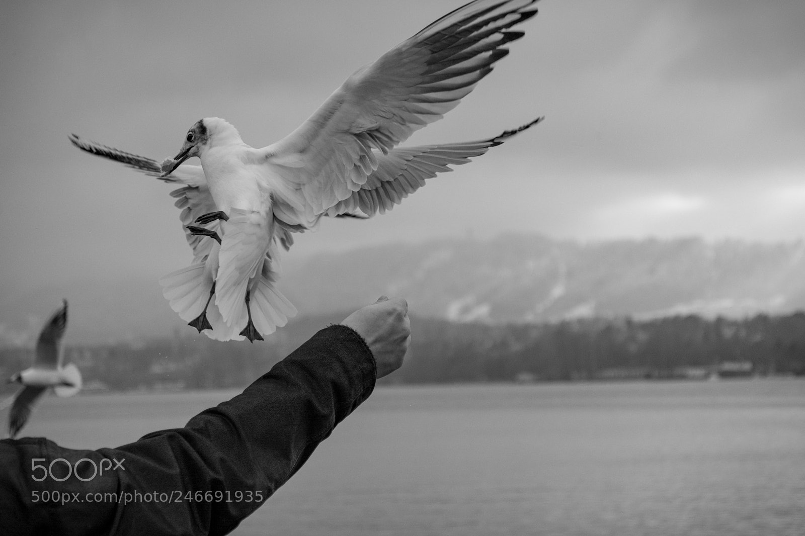 Nikon D7100 sample photo. Gulls collision photography