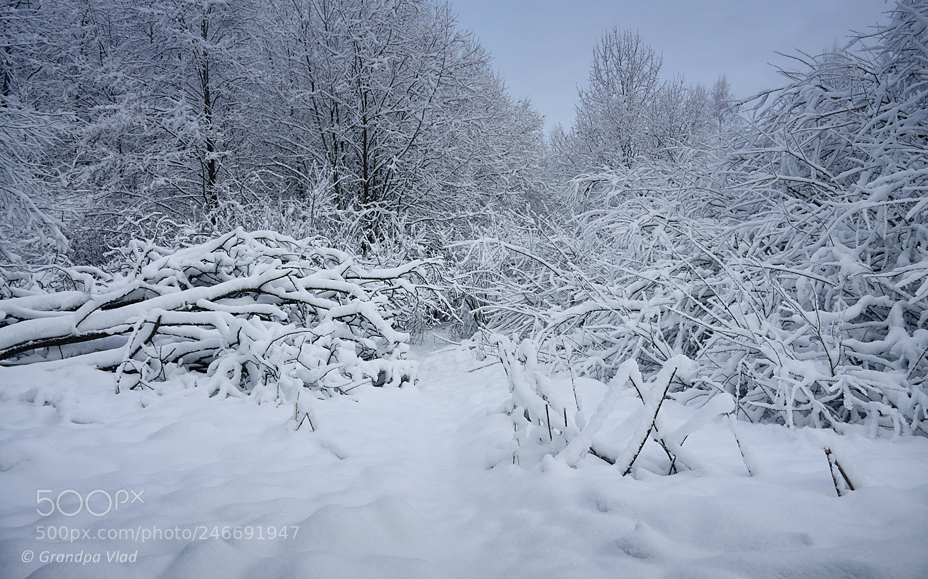 Canon EOS 1100D (EOS Rebel T3 / EOS Kiss X50) sample photo. A white forest... photography