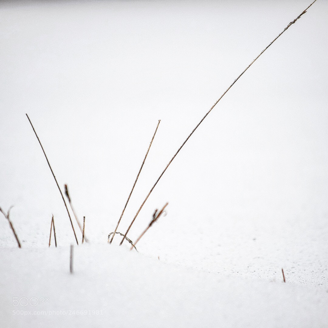 Nikon D5100 sample photo. Blank photography