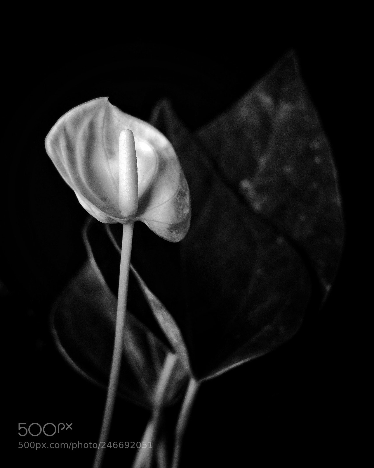 Fujifilm X30 sample photo. Flamingo photography