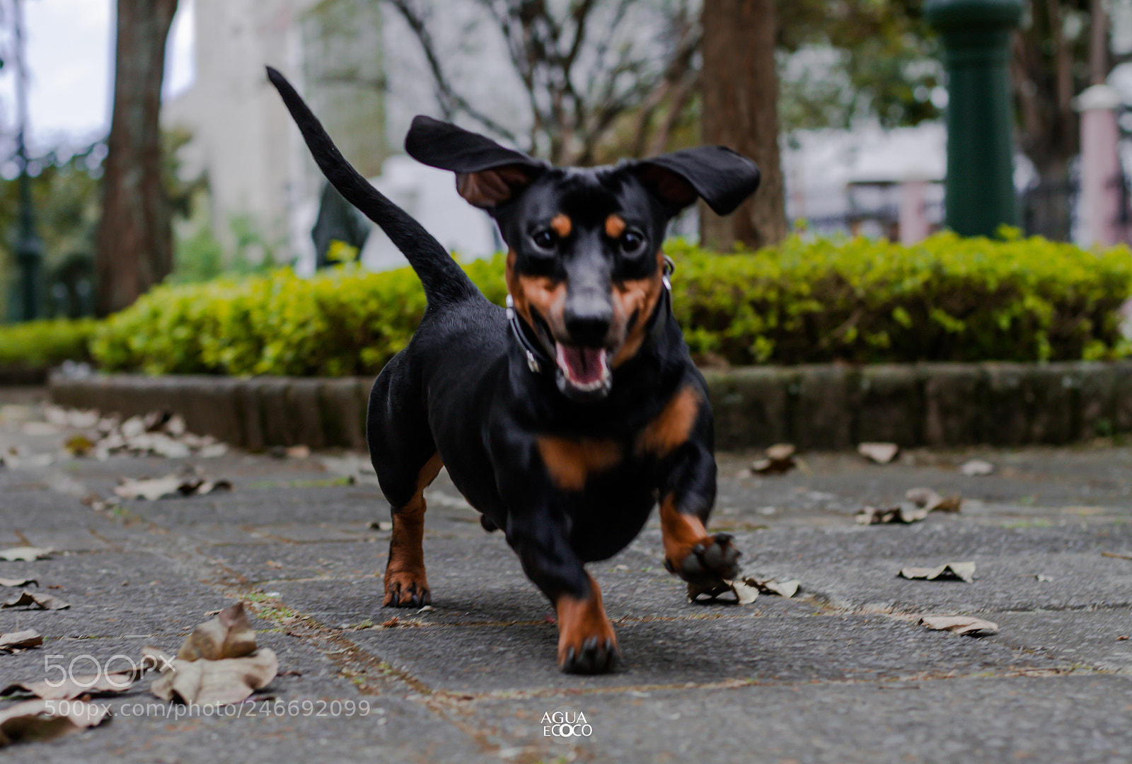 Canon EOS 7D sample photo. Tommy&nohe | aguaecoco photography