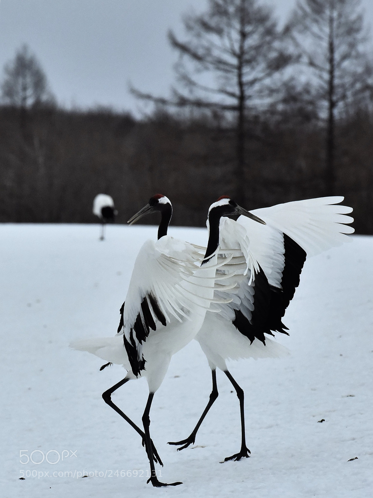Nikon D810 sample photo. Japanese red crowned crane photography