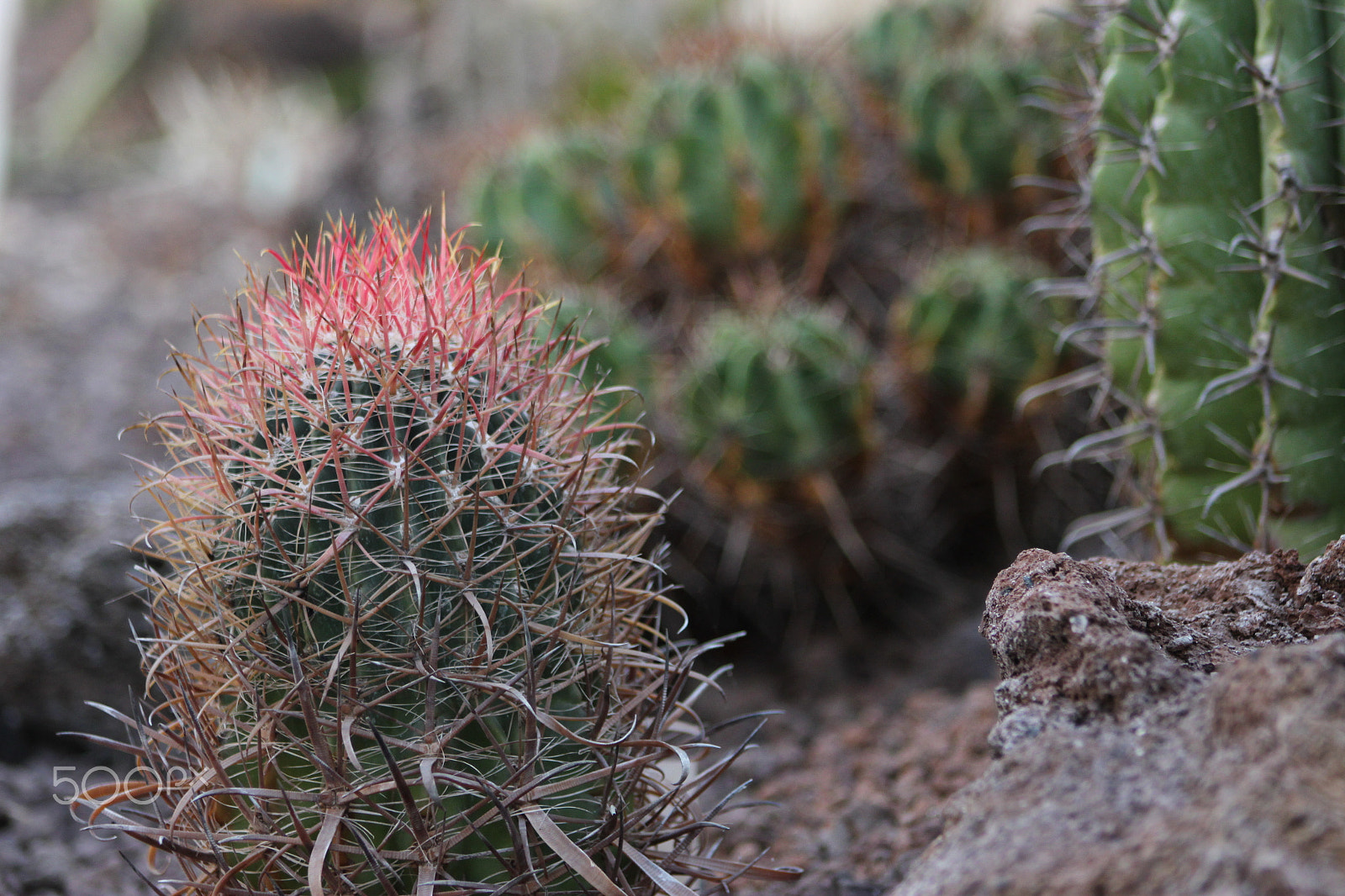 EF75-300mm f/4-5.6 sample photo. Cactus 2 photography