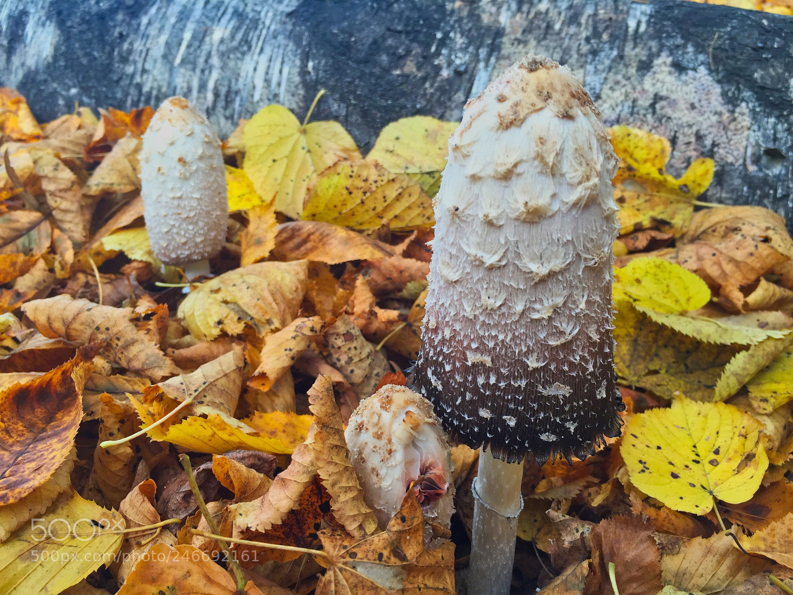 Apple iPhone 6 sample photo. Pilze 2 photography