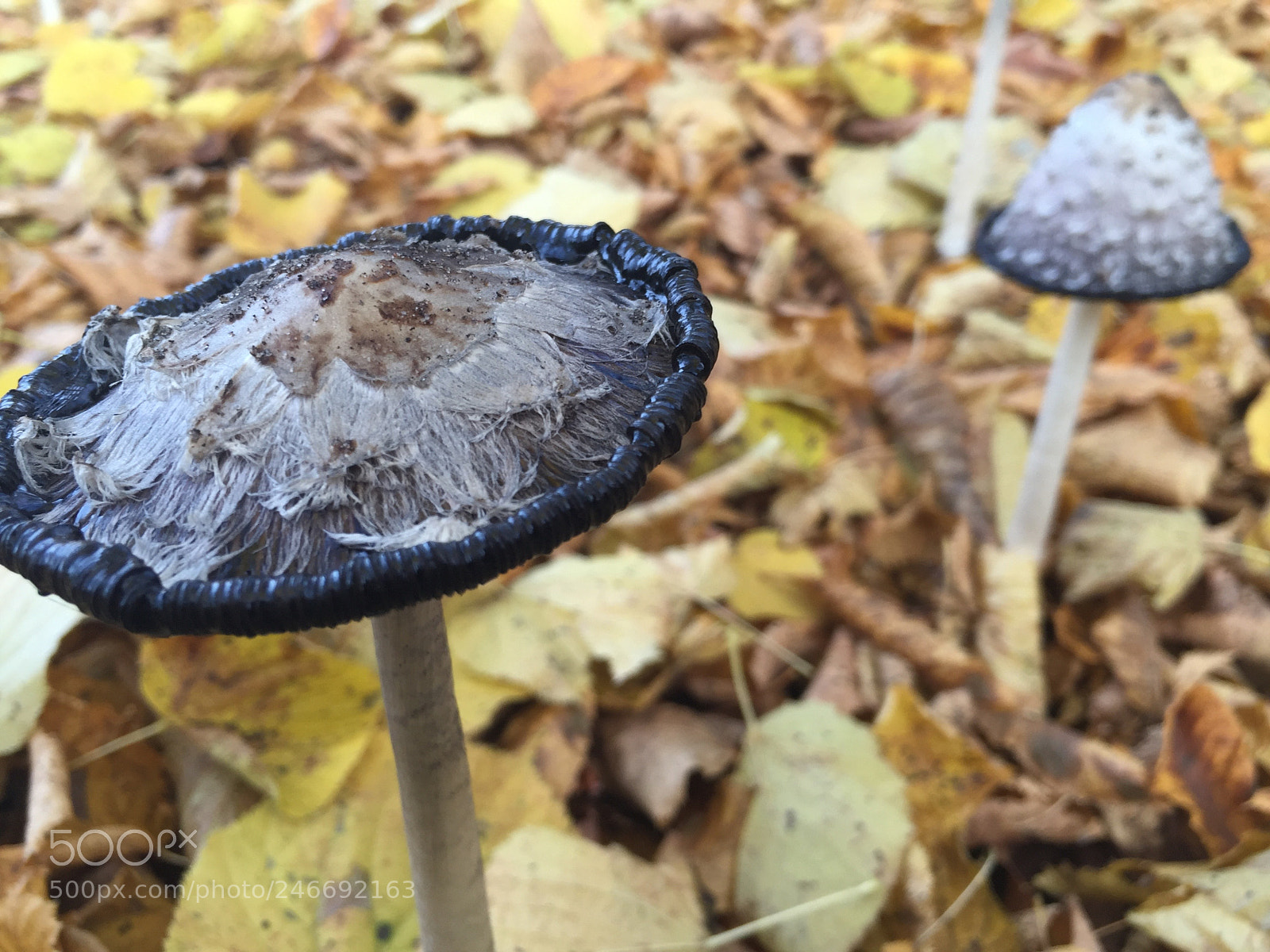 Apple iPhone 6 sample photo. Pilze 1 photography