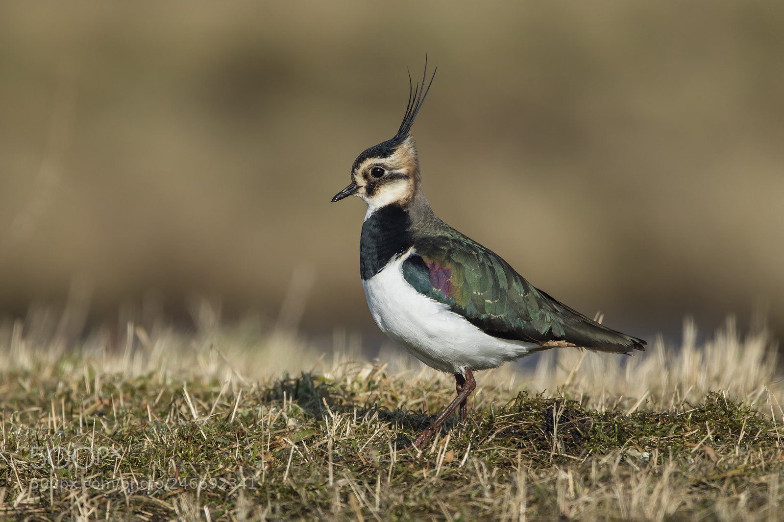 Canon EOS 5DS R sample photo. Kievit (vanellus vanellus) lapwing photography