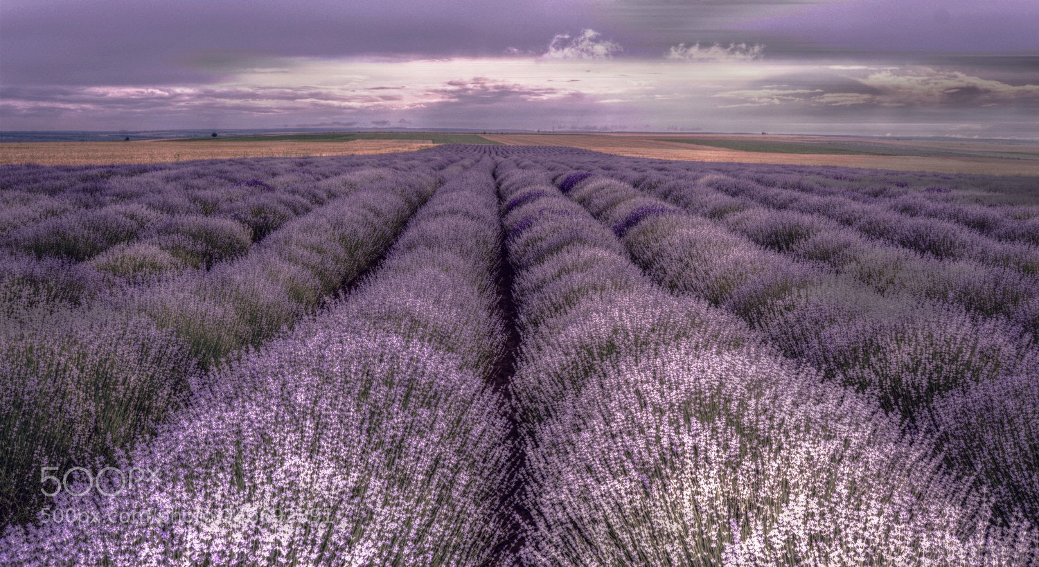 Nikon D3200 sample photo. Scent of lavender.... photography