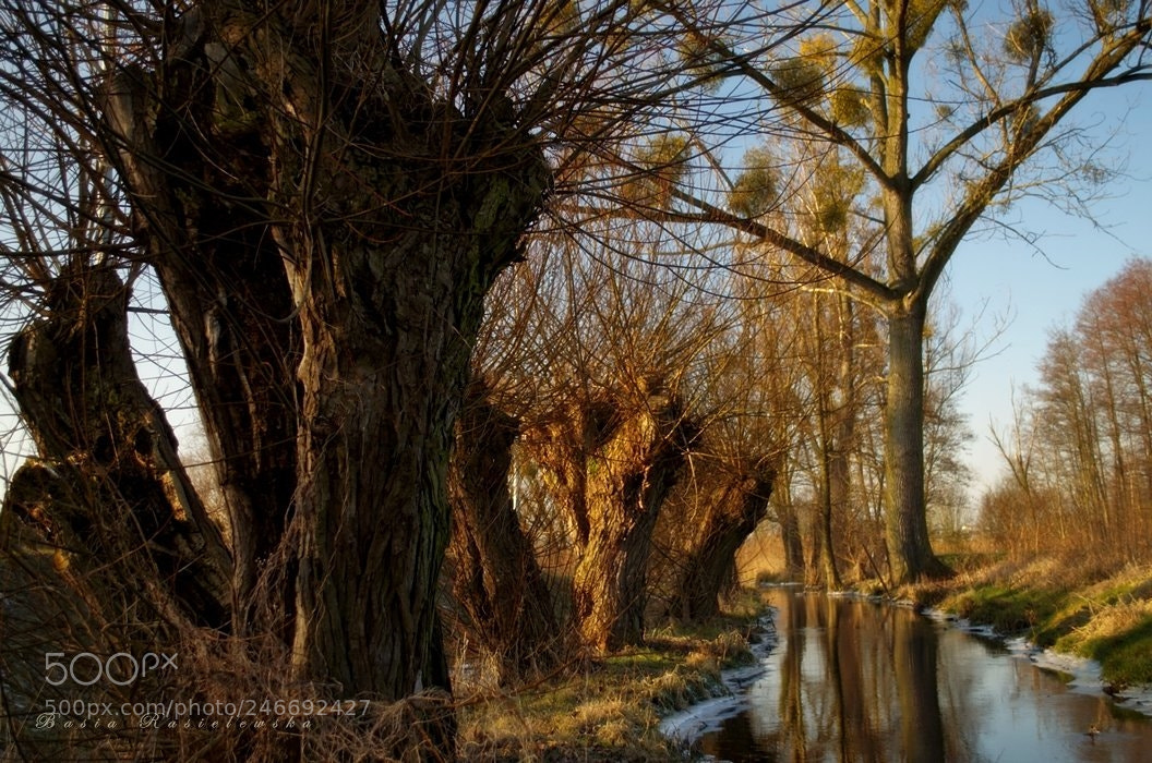 Nikon D5100 sample photo. Sleeping willow... photography