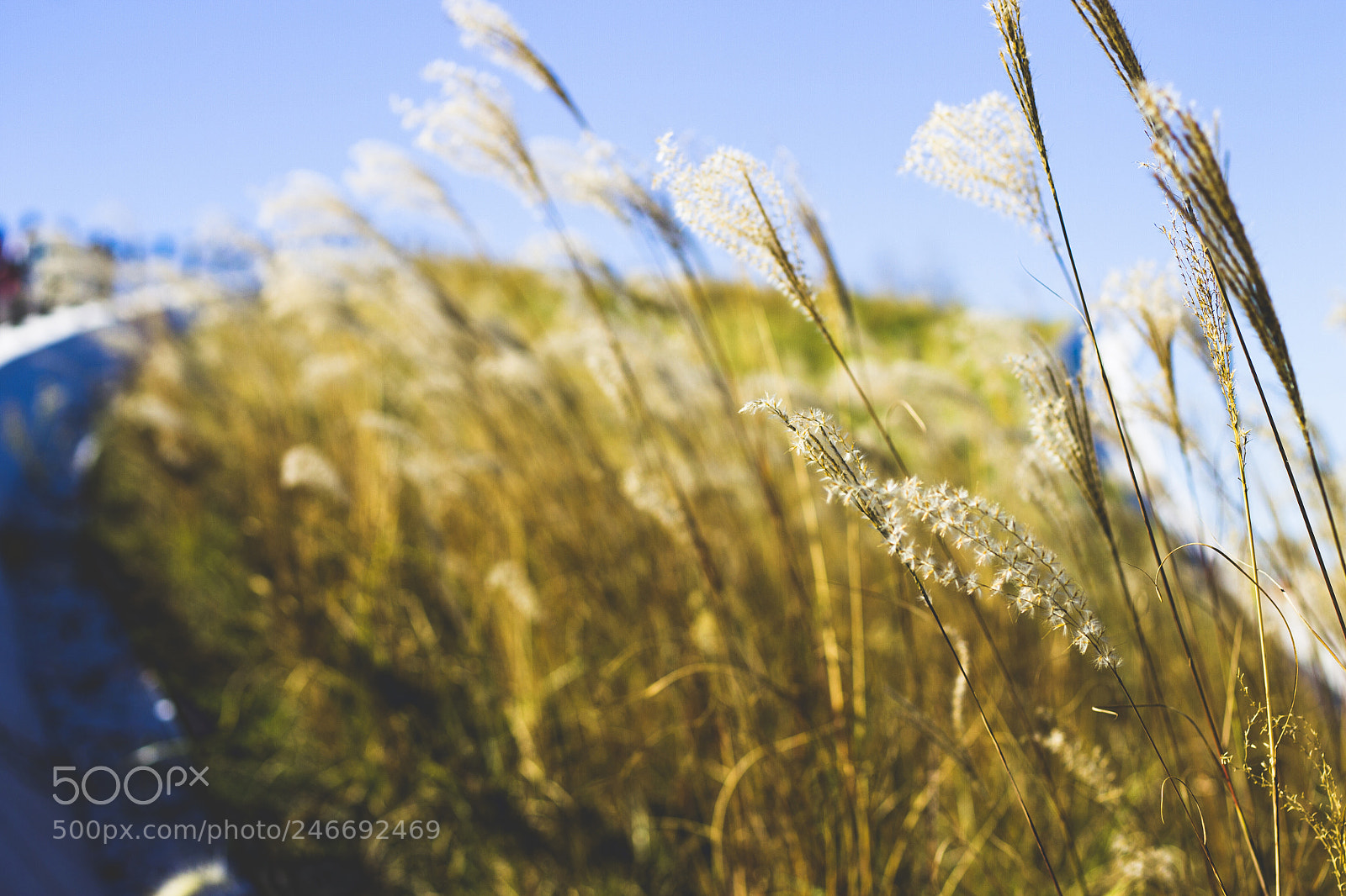 Canon EOS 1100D (EOS Rebel T3 / EOS Kiss X50) sample photo. Breeze over a golden photography
