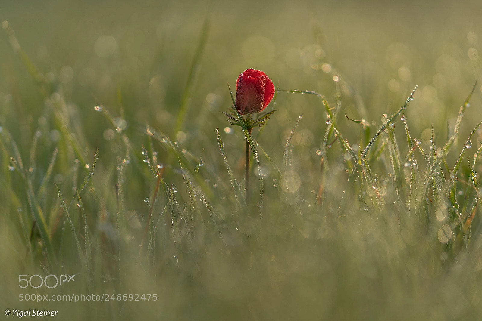 Sony a99 II sample photo. The awaking anemone photography