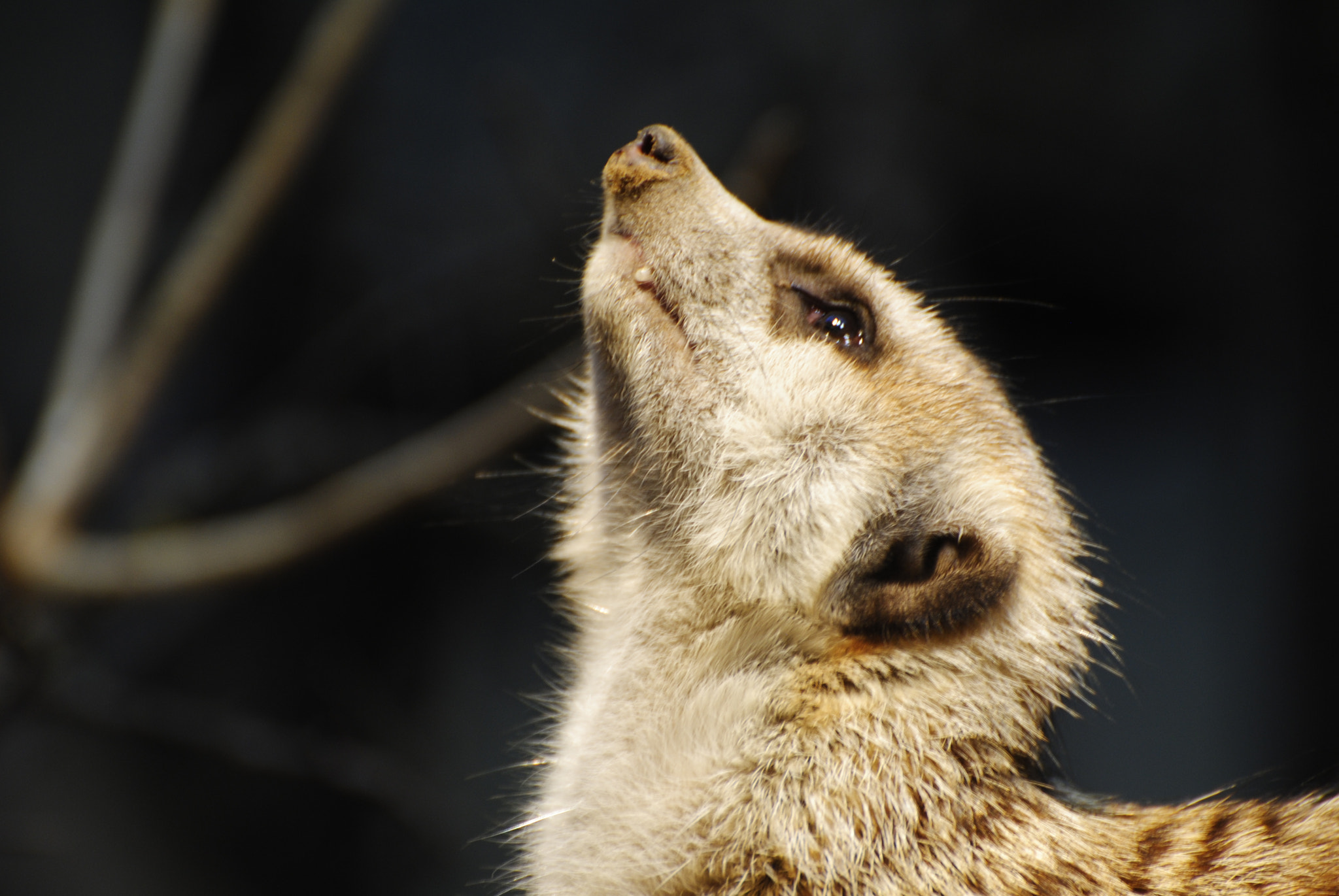 Nikon D3000 sample photo. Das erdmännchen aus dem basler zoo schweiz. photography
