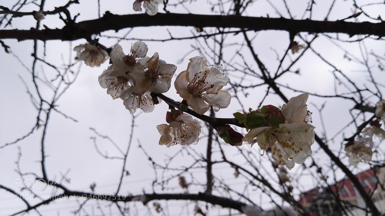 HUAWEI P8 sample photo. Dav photography