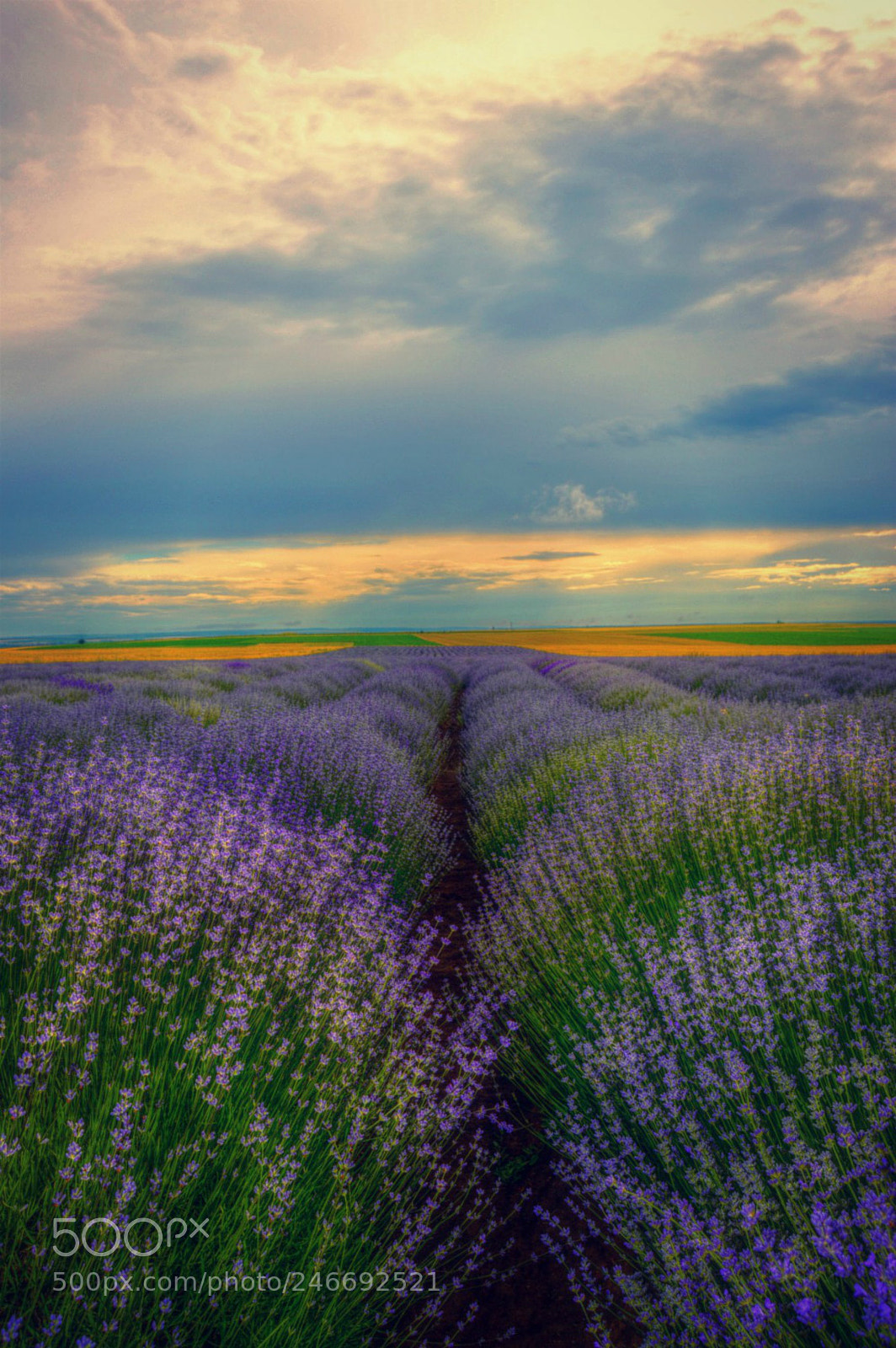 Nikon D3200 sample photo. Scent of lavender.... photography