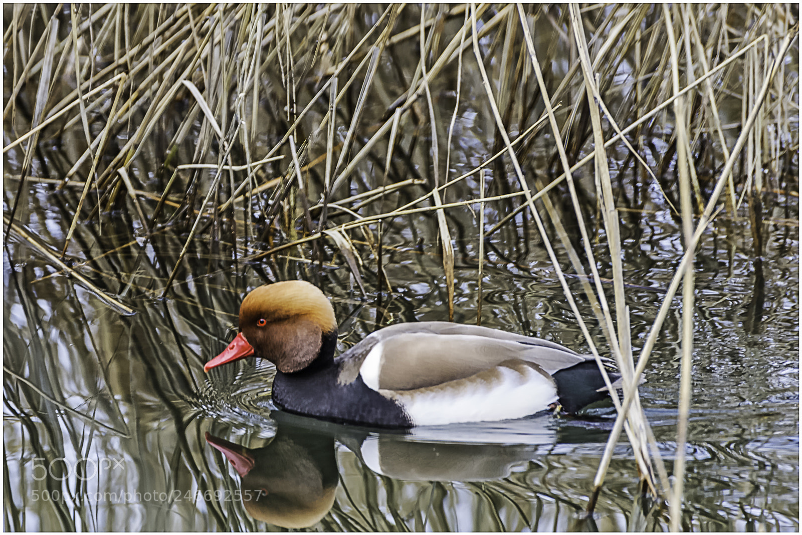 Nikon D610 sample photo. Nette rousse. photography