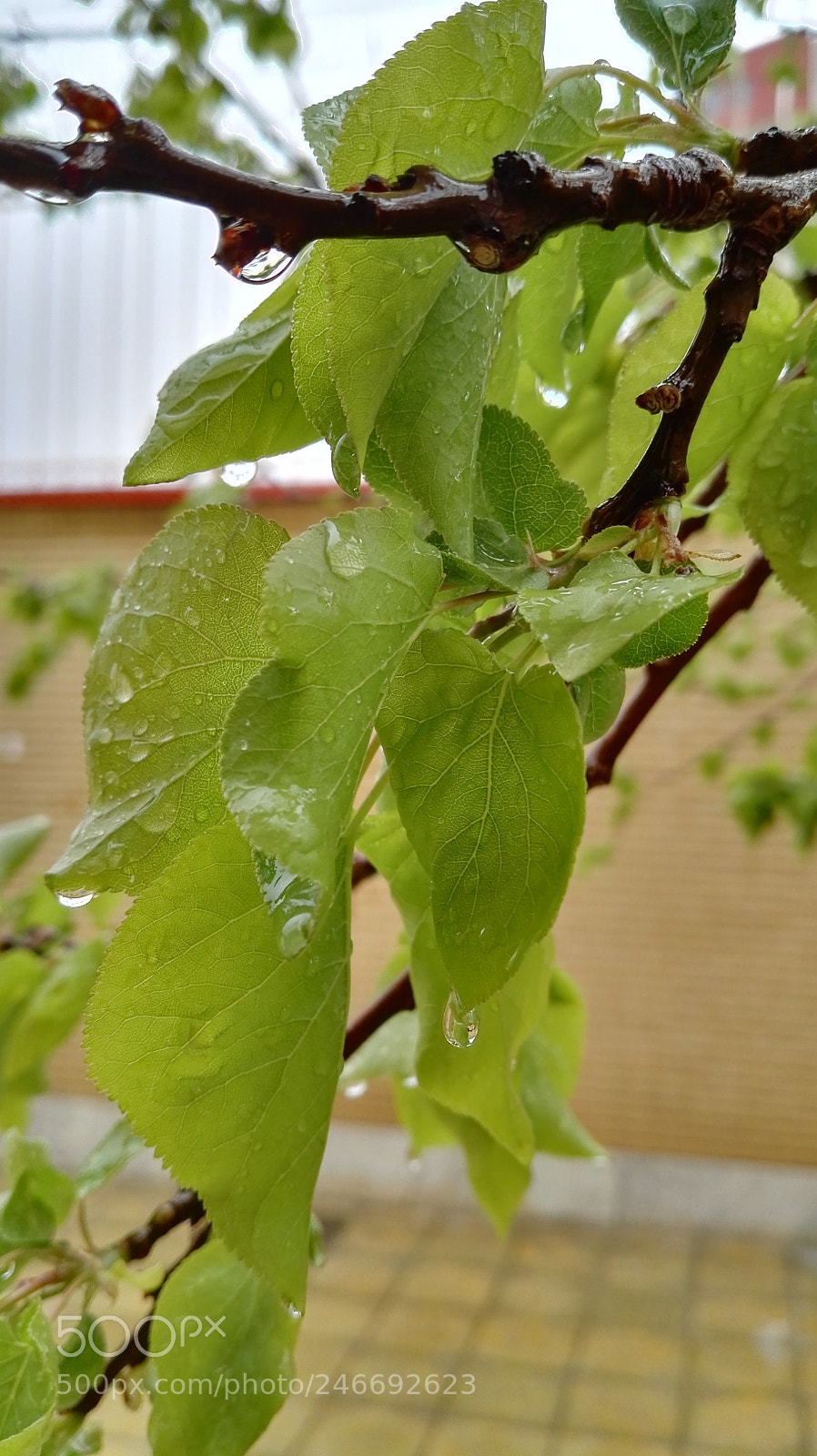 HUAWEI P8 sample photo. Sdr photography