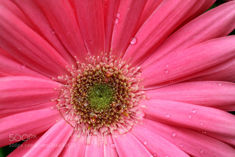 Canon EOS 50D sample photo. Sunshine photography