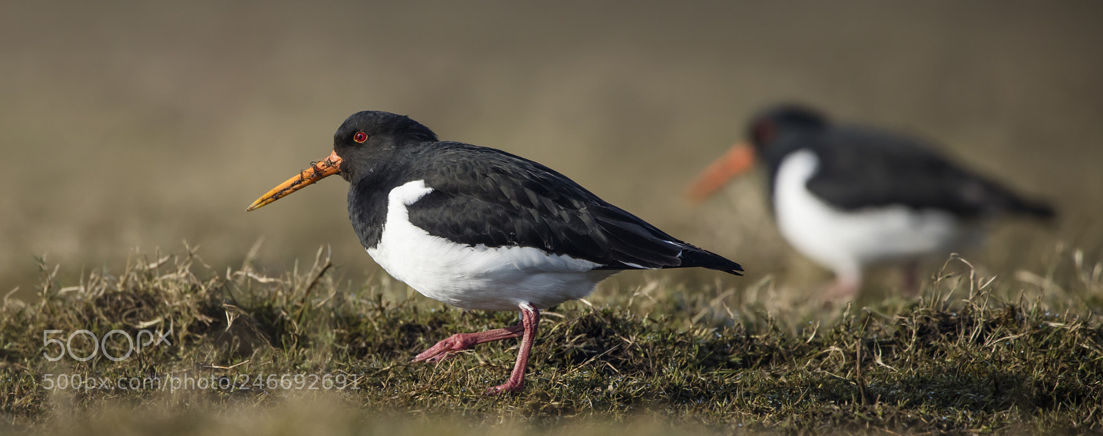 Canon EOS 5DS R sample photo. Oyster catcher photography