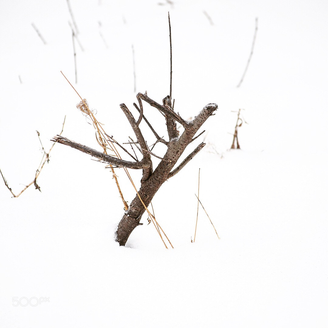 Nikon D5100 sample photo. Shiver photography