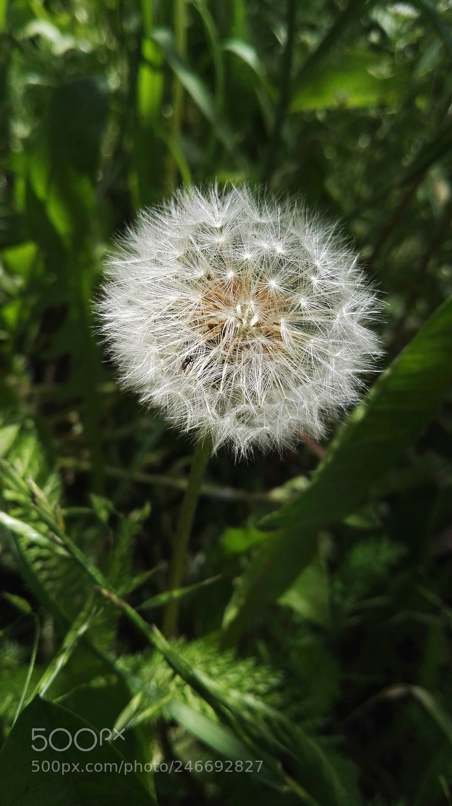 HUAWEI P8 sample photo. Dav photography