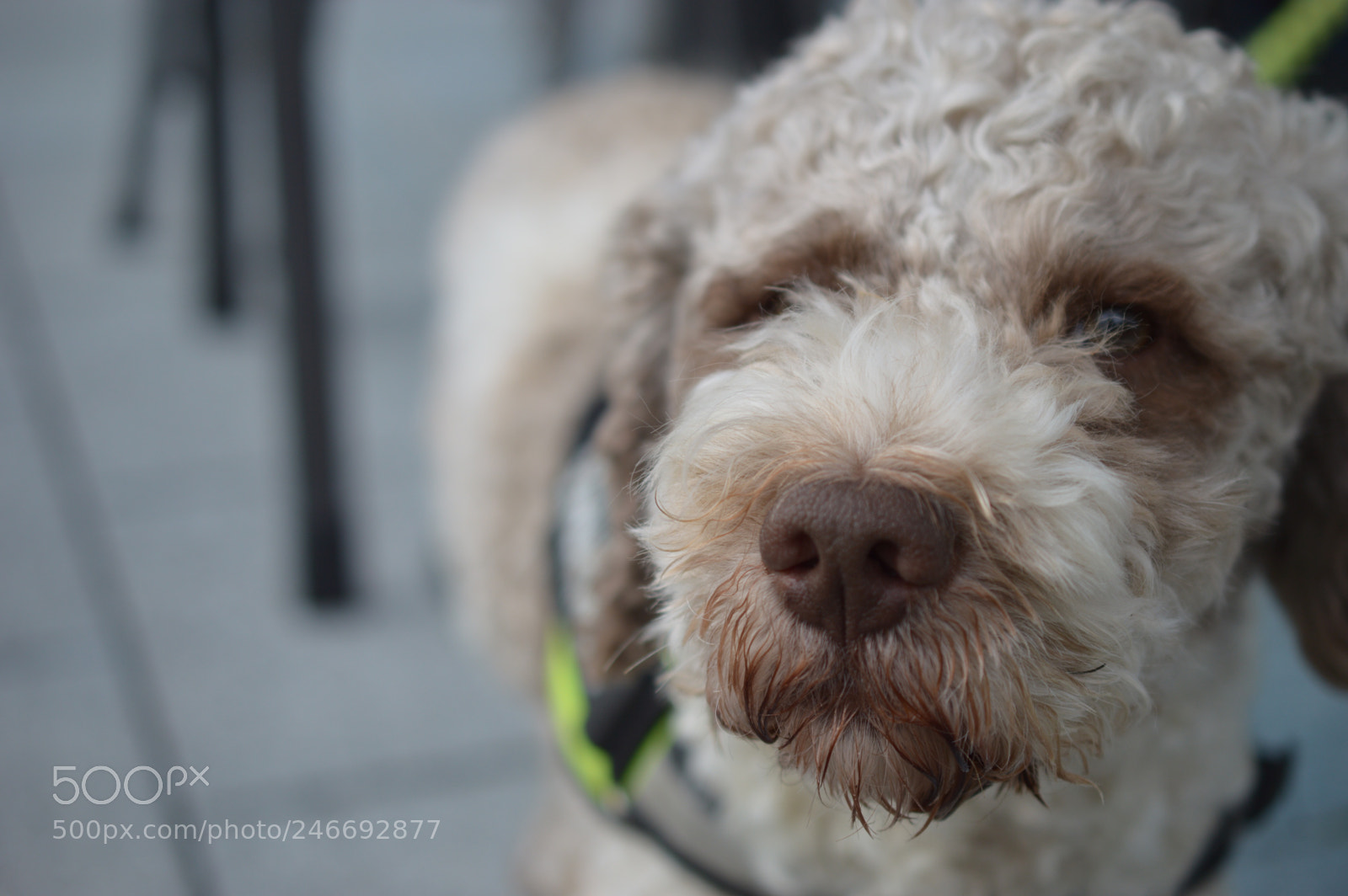 Nikon D3200 sample photo. Nino photography