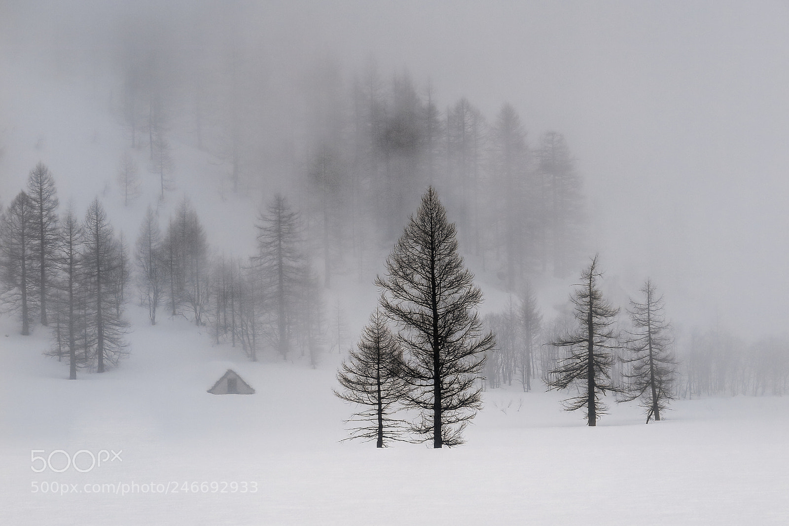 Canon PowerShot G1 X Mark II sample photo. Larches in the fog photography